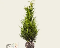 Chamaecyparis lawsoniana 'Stardust' - kluit