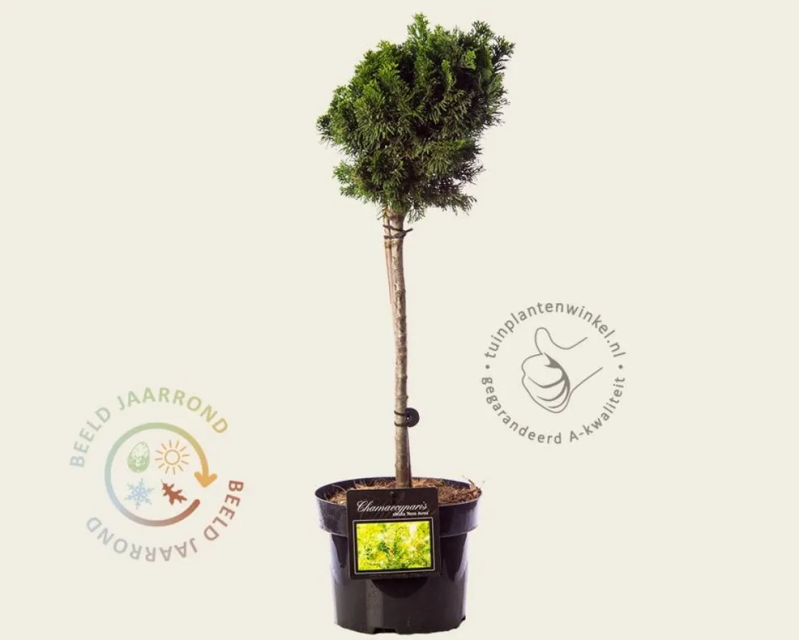 Chamaecyparis obtusa 'Nana Aurea' - 40 cm stam