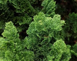 Chamaecyparis obtusa 'Nana Gracilis' - 40 cm stam