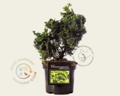 Chamaecyparis obtusa 'Nana Gracilis' 20/25