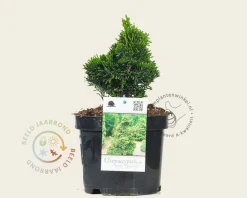 Chamaecyparis obtusa 'Nana Gracilis'