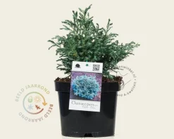 Chamaecyparis pisifera 'Baby Blue'
