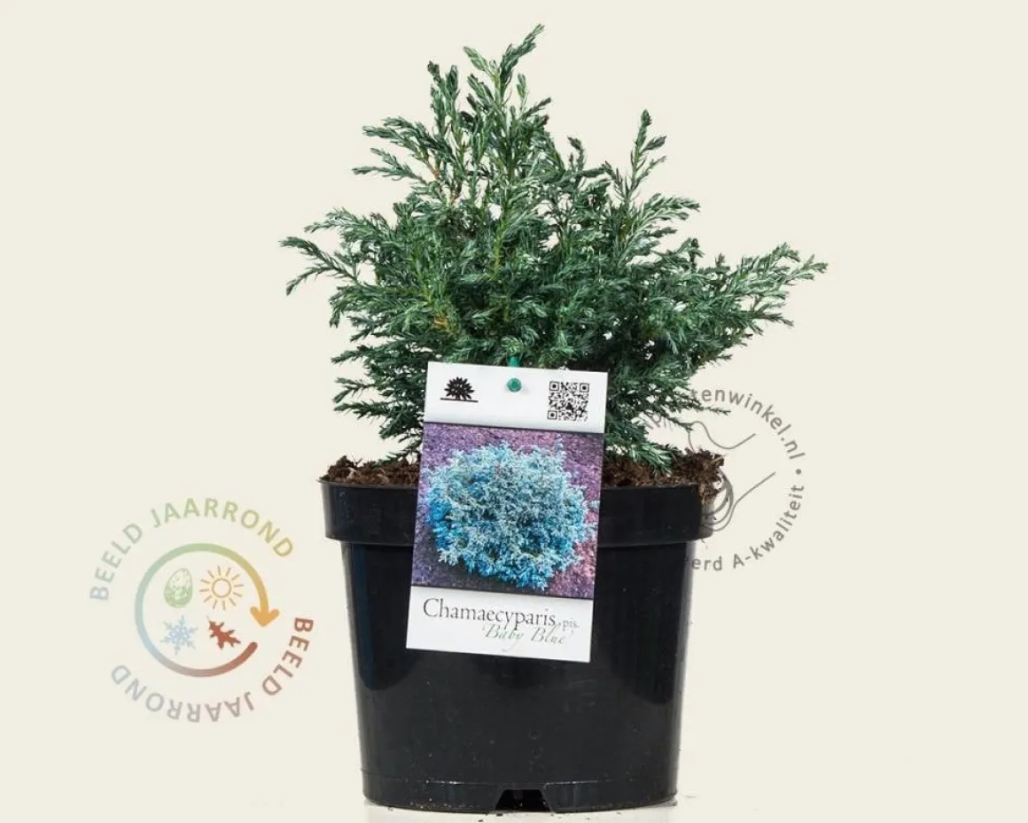 Chamaecyparis pisifera 'Baby Blue'