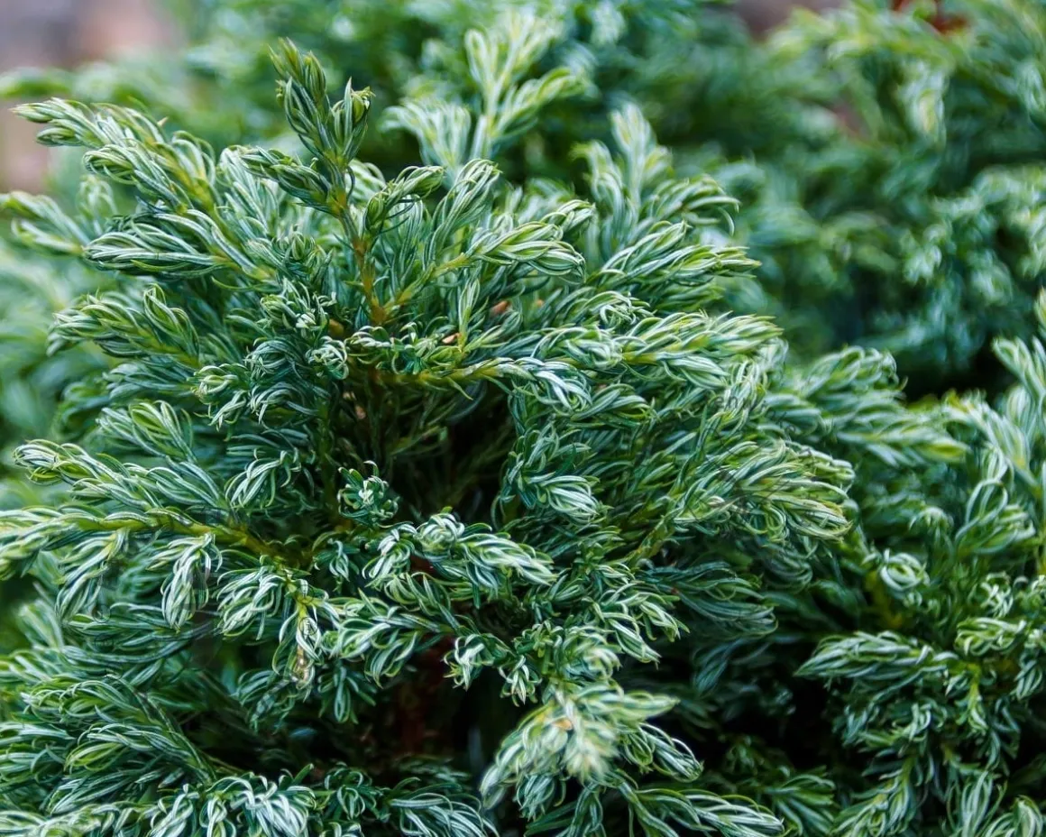 Chamaecyparis pisifera 'Baby Blue'
