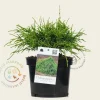 Chamaecyparis pisifera 'Filifera Nana'