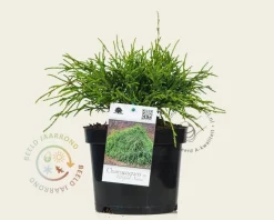 Chamaecyparis pisifera 'Filifera Nana'