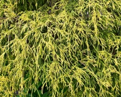 Chamaecyparis pisifera 'Sungold'