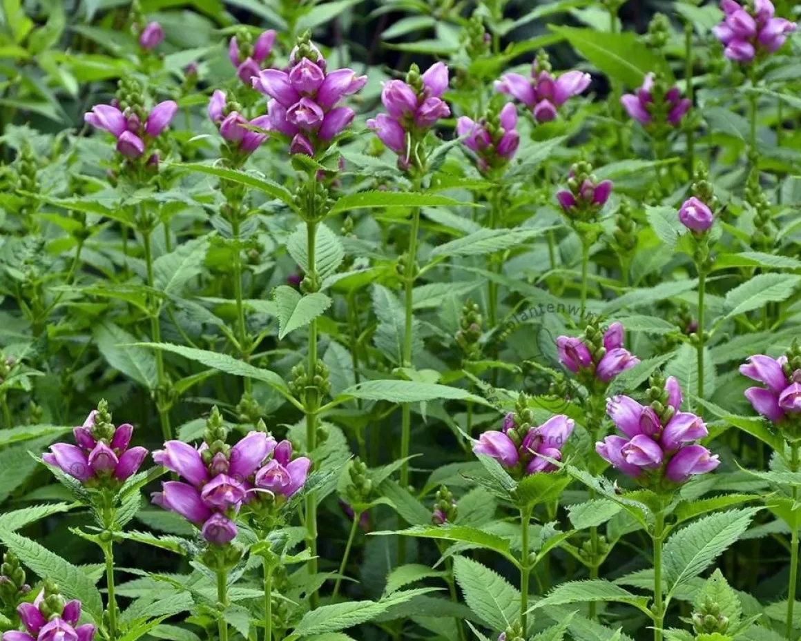 Chelone obliqua