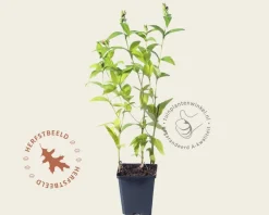 Chelone obliqua 'Alba'