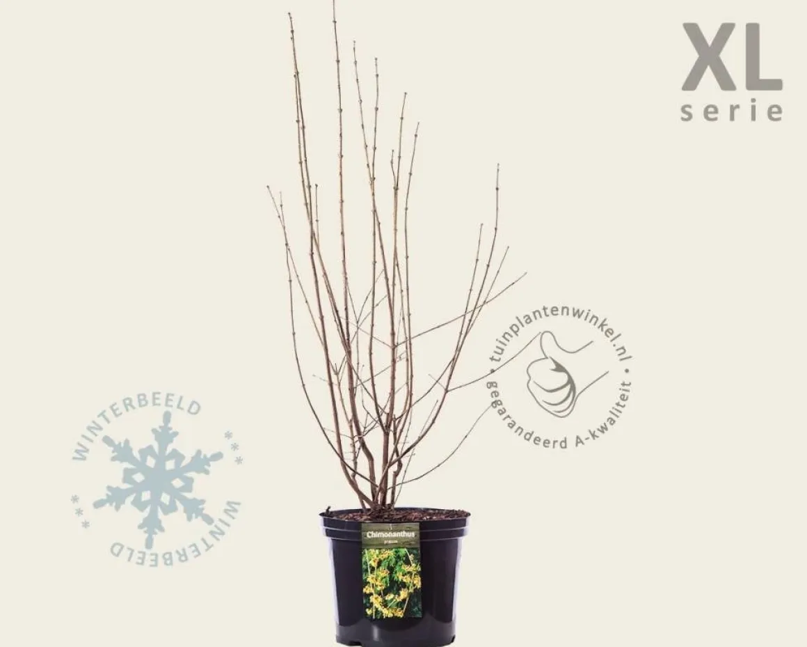Chimonanthus praecox - XL