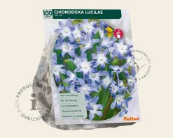 Chionodoxa luciliae