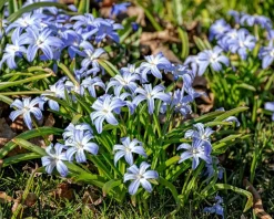 Chionodoxa luciliae