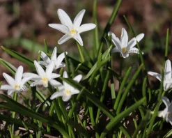 Chionodoxa luciliae 'Alba'