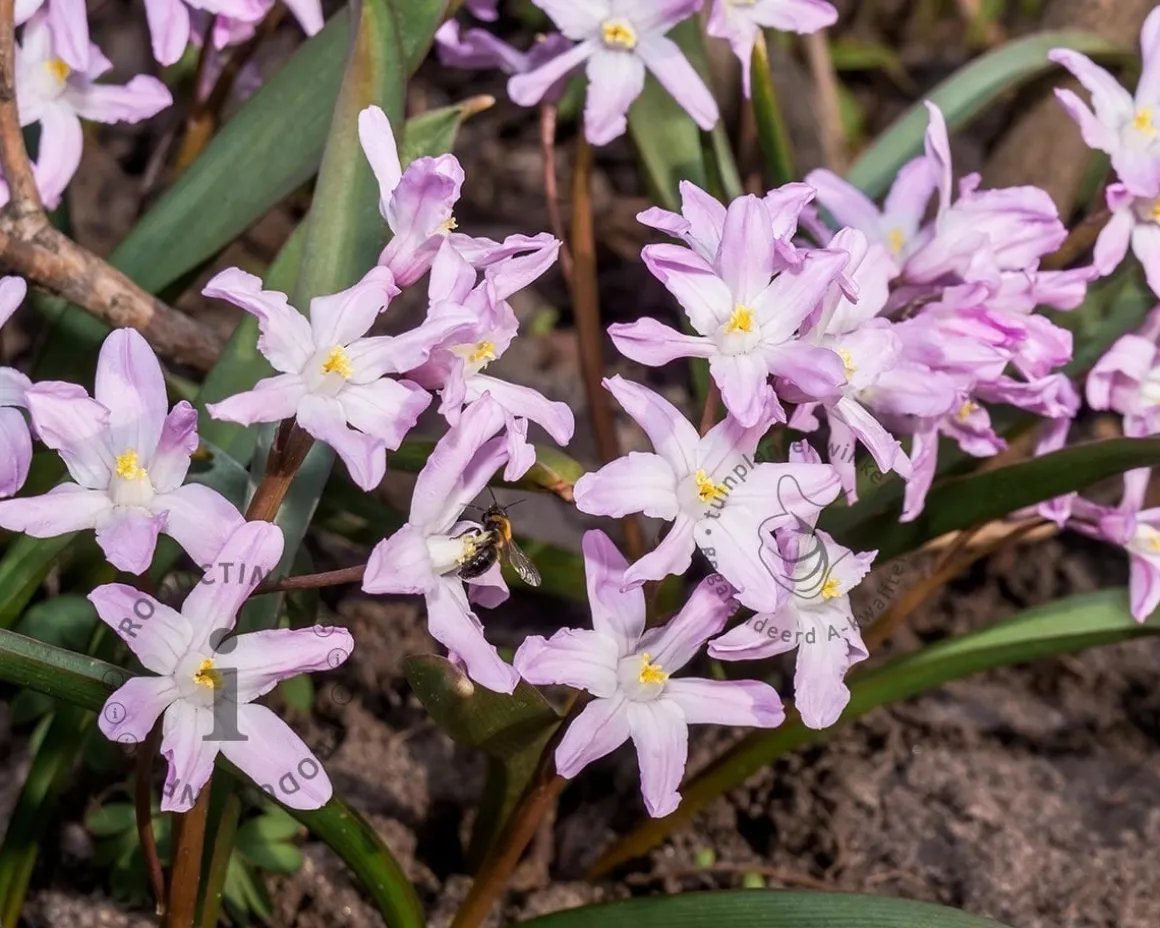 Chionodoxa 'Pink Giant'