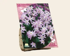 Chionodoxa 'Pink Giant'