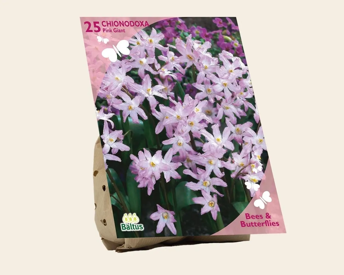 Chionodoxa 'Pink Giant'