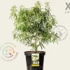 Choisya ternata 'Aztec Pearl' - XL