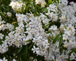 Choisya ternata 'Aztec Pearl' - XL