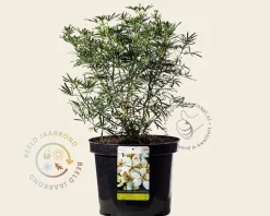 Choisya ternata 'White Dazzler' - XL