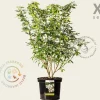 Choisya ternata - XL
