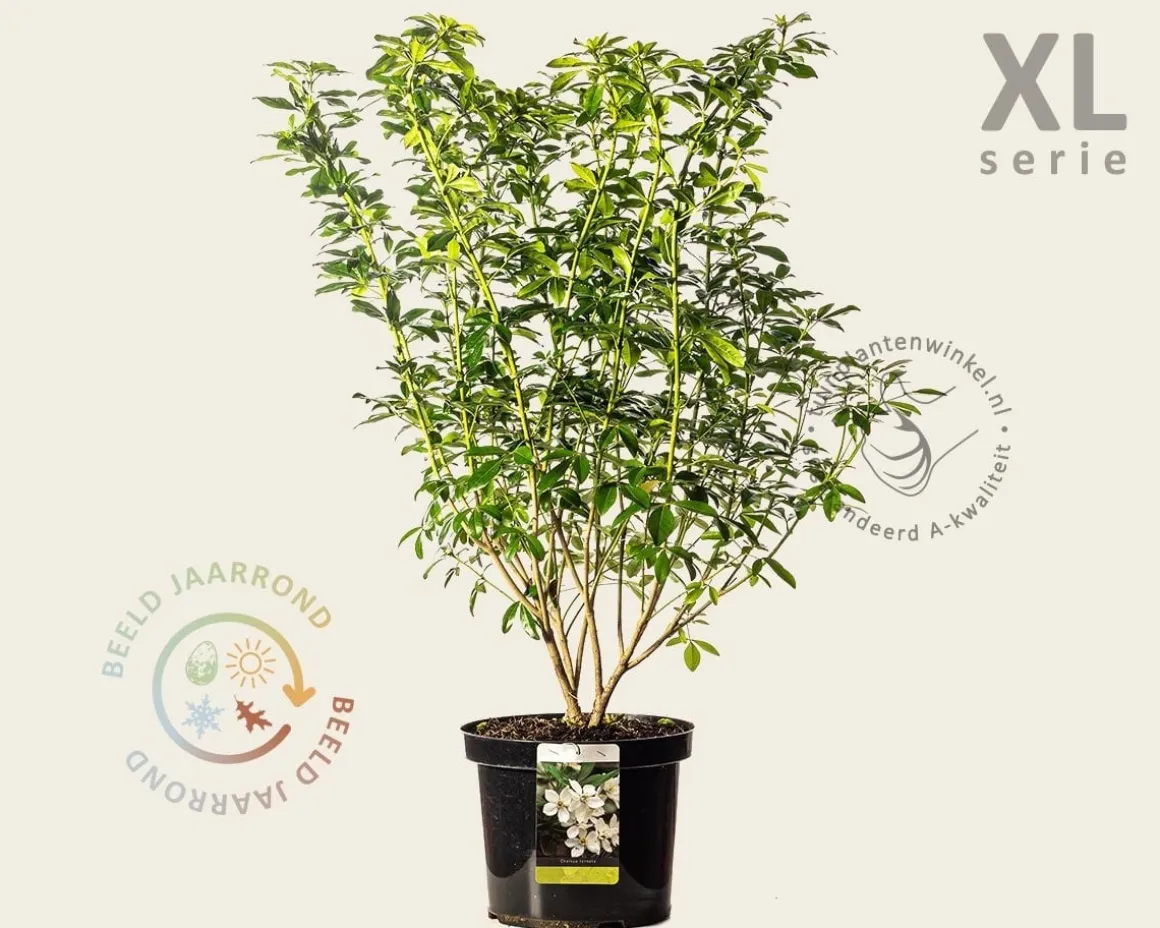 Choisya ternata - XL