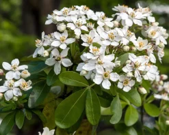 Choisya ternata - XL