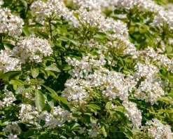 Choisya ternata - XL