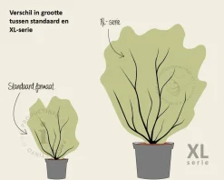Choisya ternata - XL