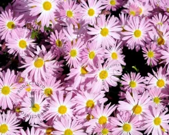 Chrysanthemum 'Clara Curtis'