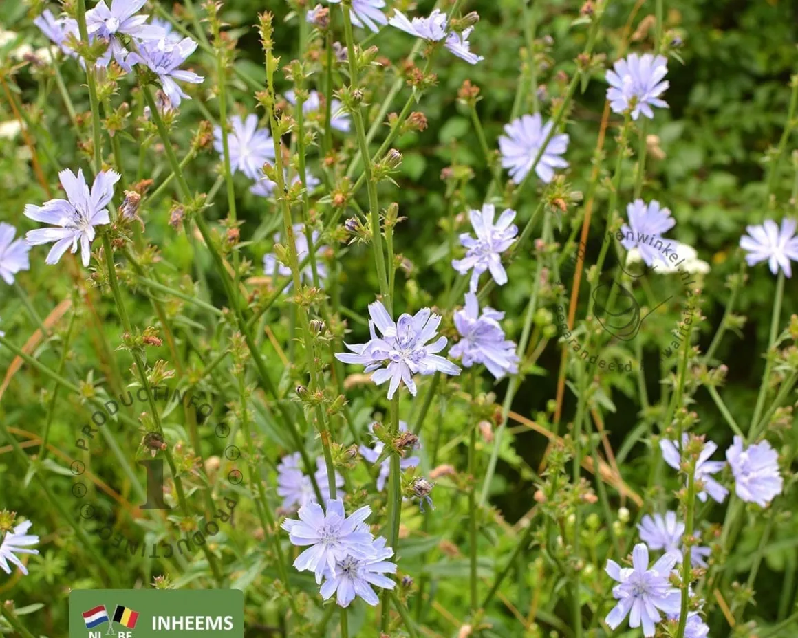 Cichorium intybus