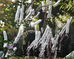 Cimicifuga ramosa 'Atropurpurea'