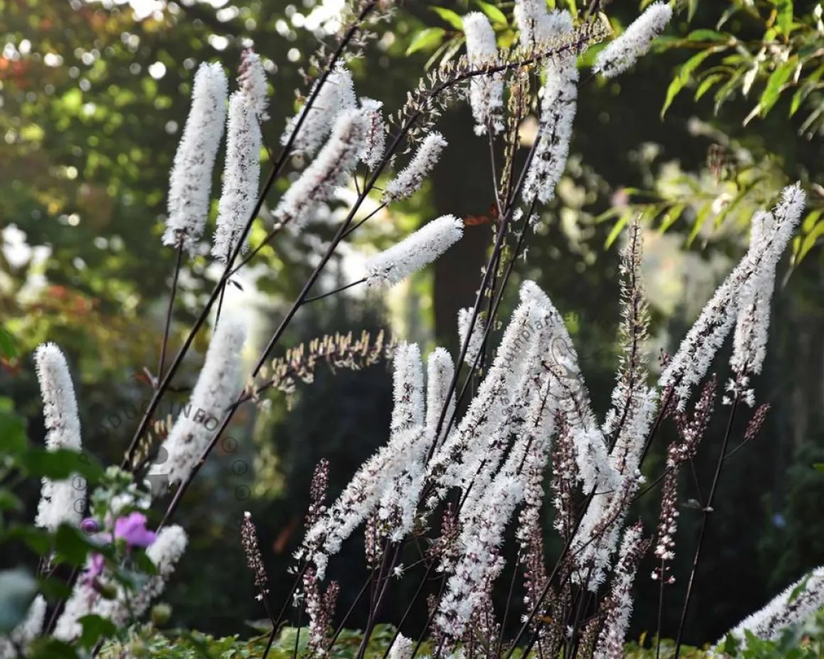 Cimicifuga ramosa 'Atropurpurea'