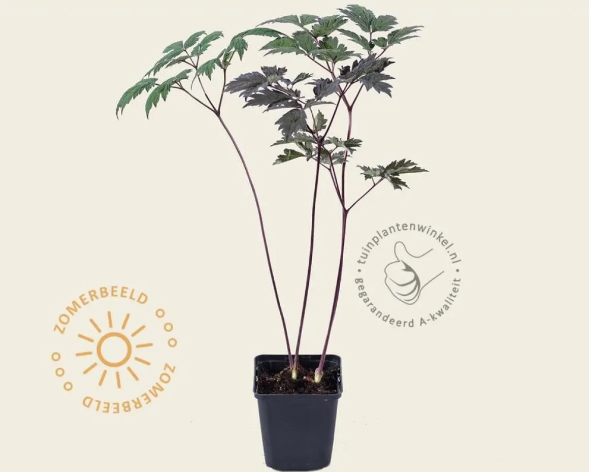 Cimicifuga ramosa 'Atropurpurea'