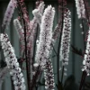 Cimicifuga ramosa 'Brunette'