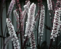 Cimicifuga ramosa 'Brunette'