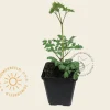 Cimicifuga simplex 'White Pearl'