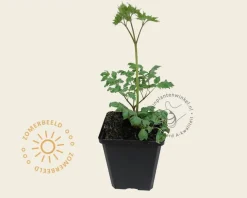 Cimicifuga simplex 'White Pearl'