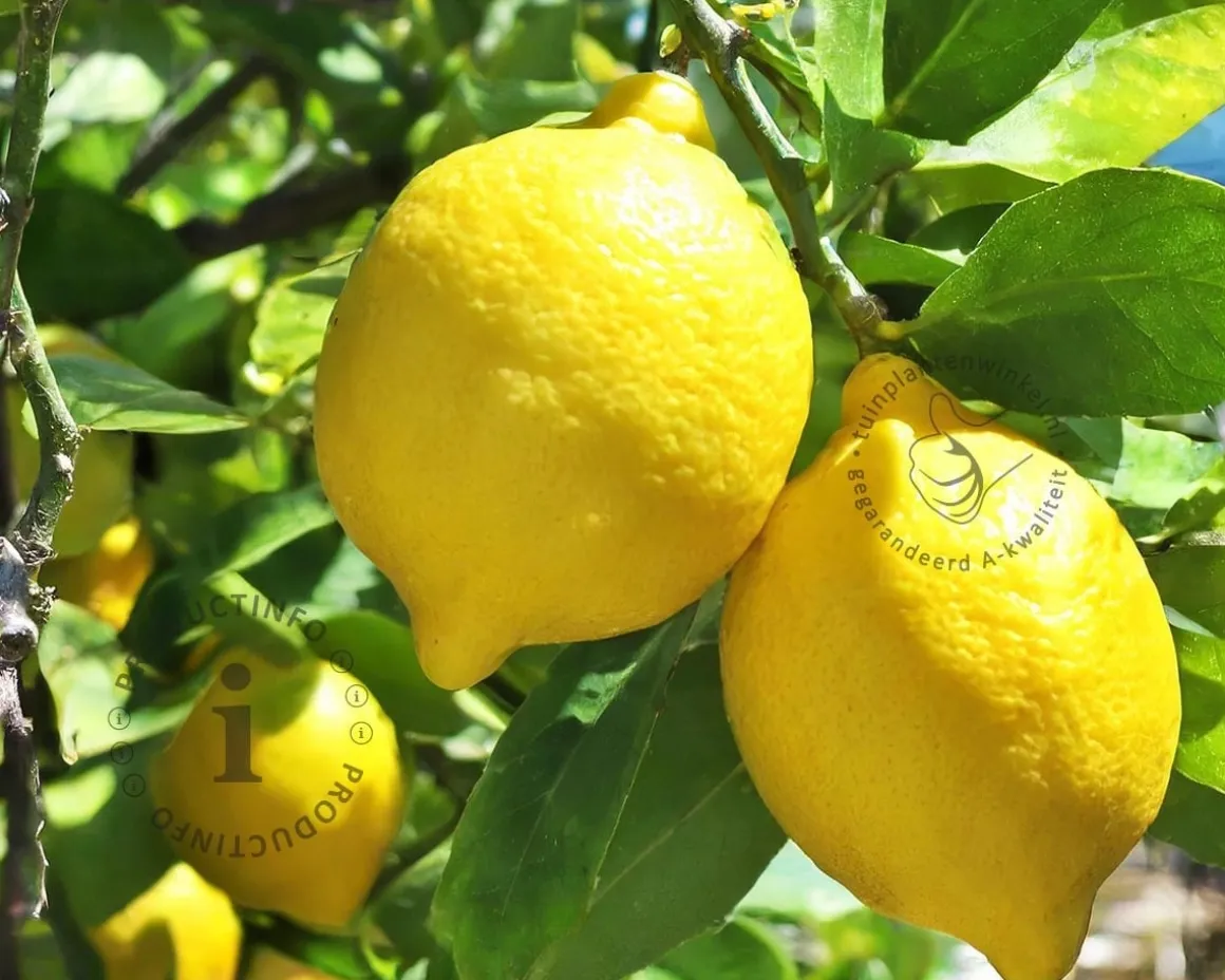 Citrus limon