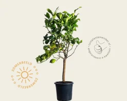 Citrus limon