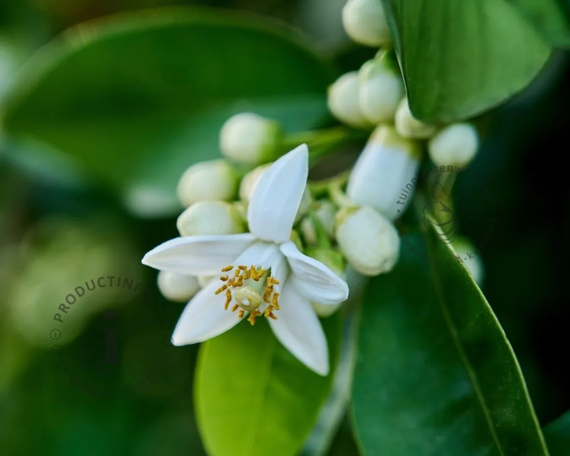 Citrus limon