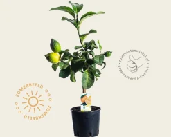 Citrus limon