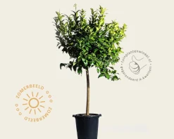 Citrus limon 'Rosso' - halfstam