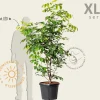 Cladrastis kentukea - XL+
