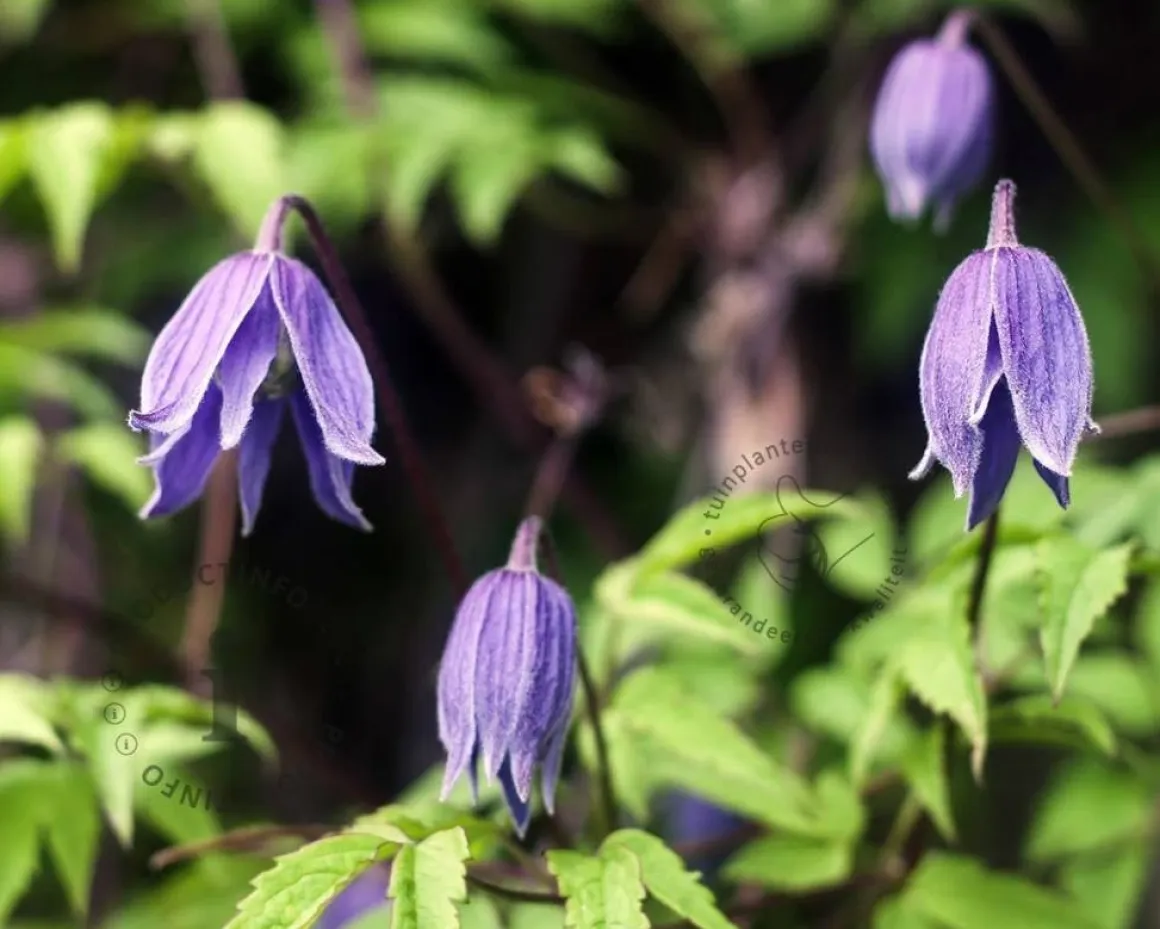 Clematis alpina