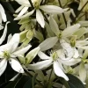 Clematis armandii