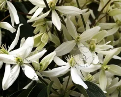 Clematis armandii
