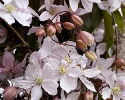 Clematis armandii 'Apple Blossom'