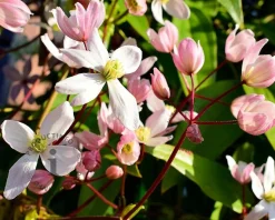 Clematis armandii 'Hendersonii Rubra'