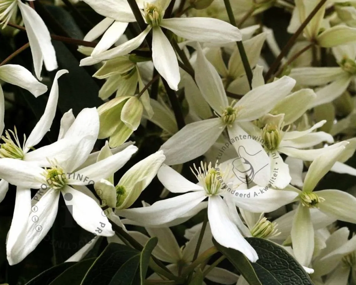 Clematis armandii - XL