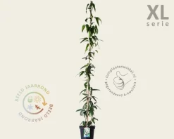 Clematis armandii - XL